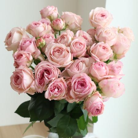 【生花】SPバラ 　マイネリーベ(淡ピンク)