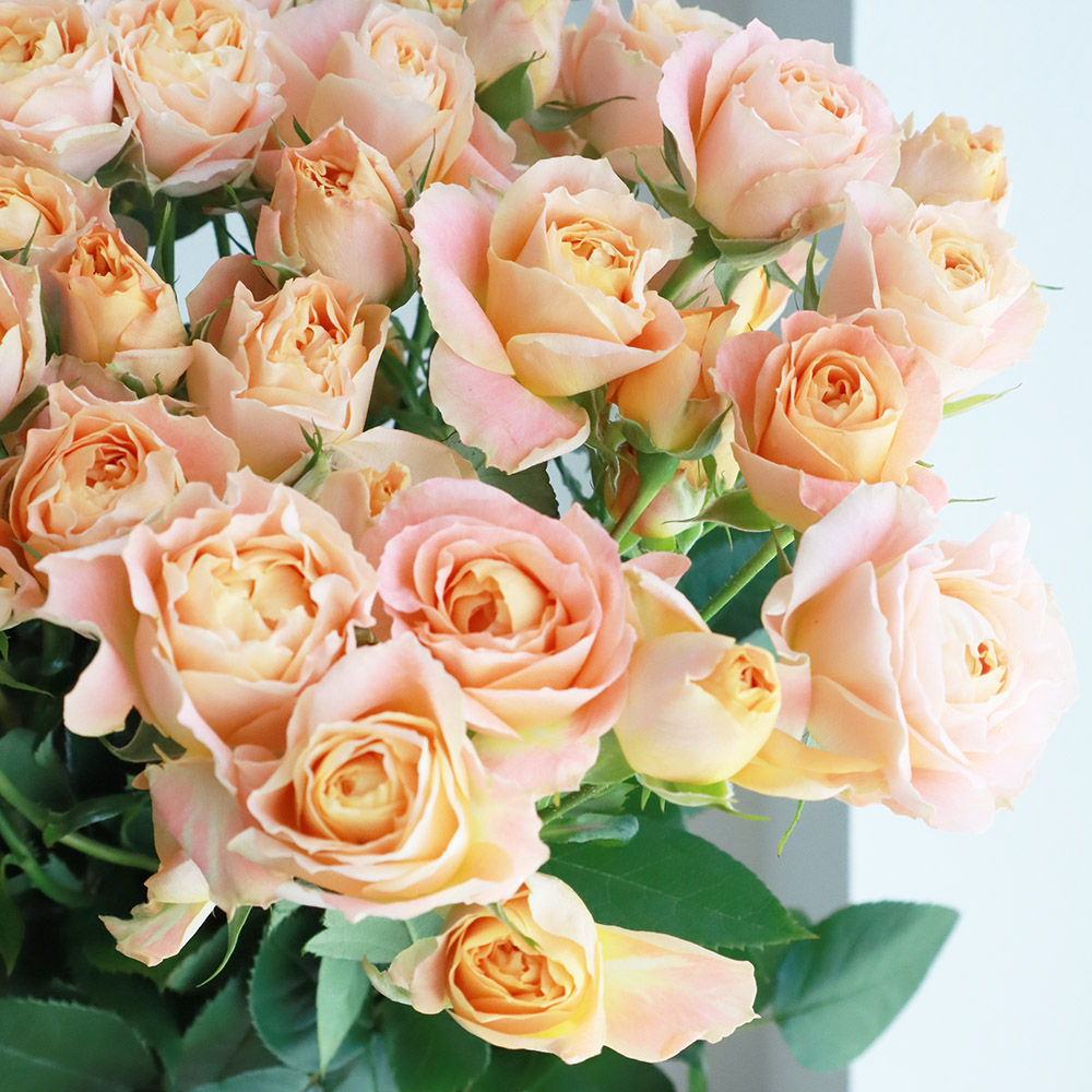 08直前】SPバラ リトルジョア 60センチ 今井ナーセリー - 花材通販は