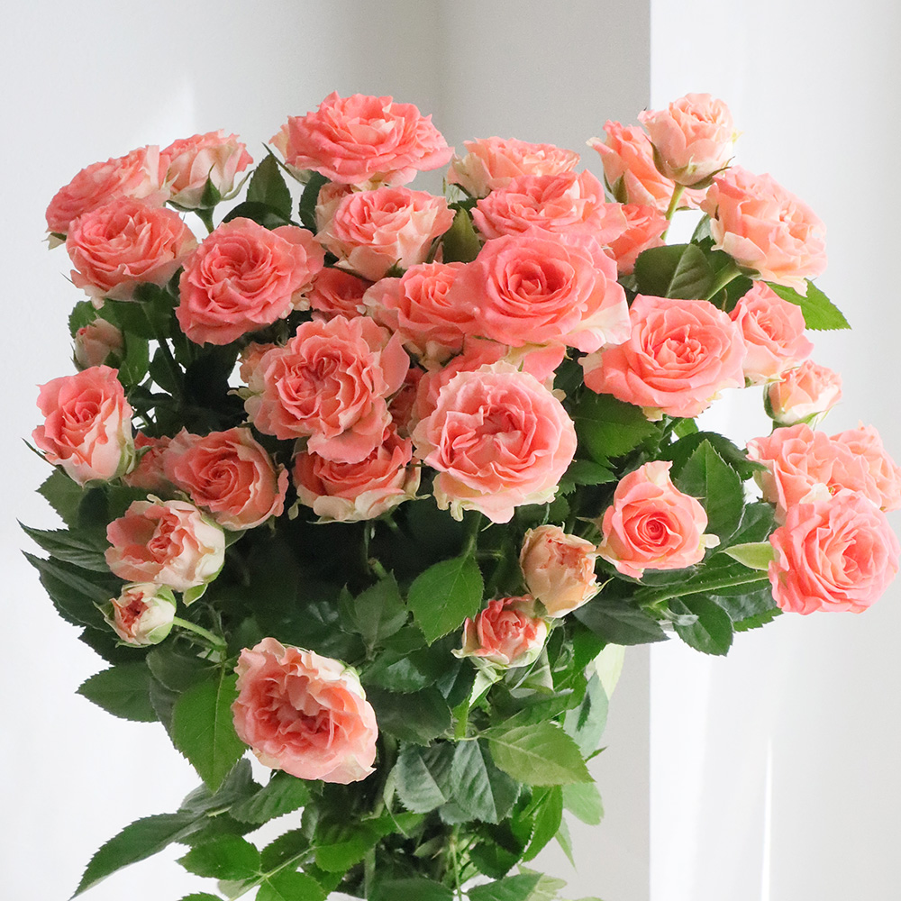 08直前!!】SPバラ コーリフィア(ピンク)50cm 國枝バラ園【生花!】 - 花