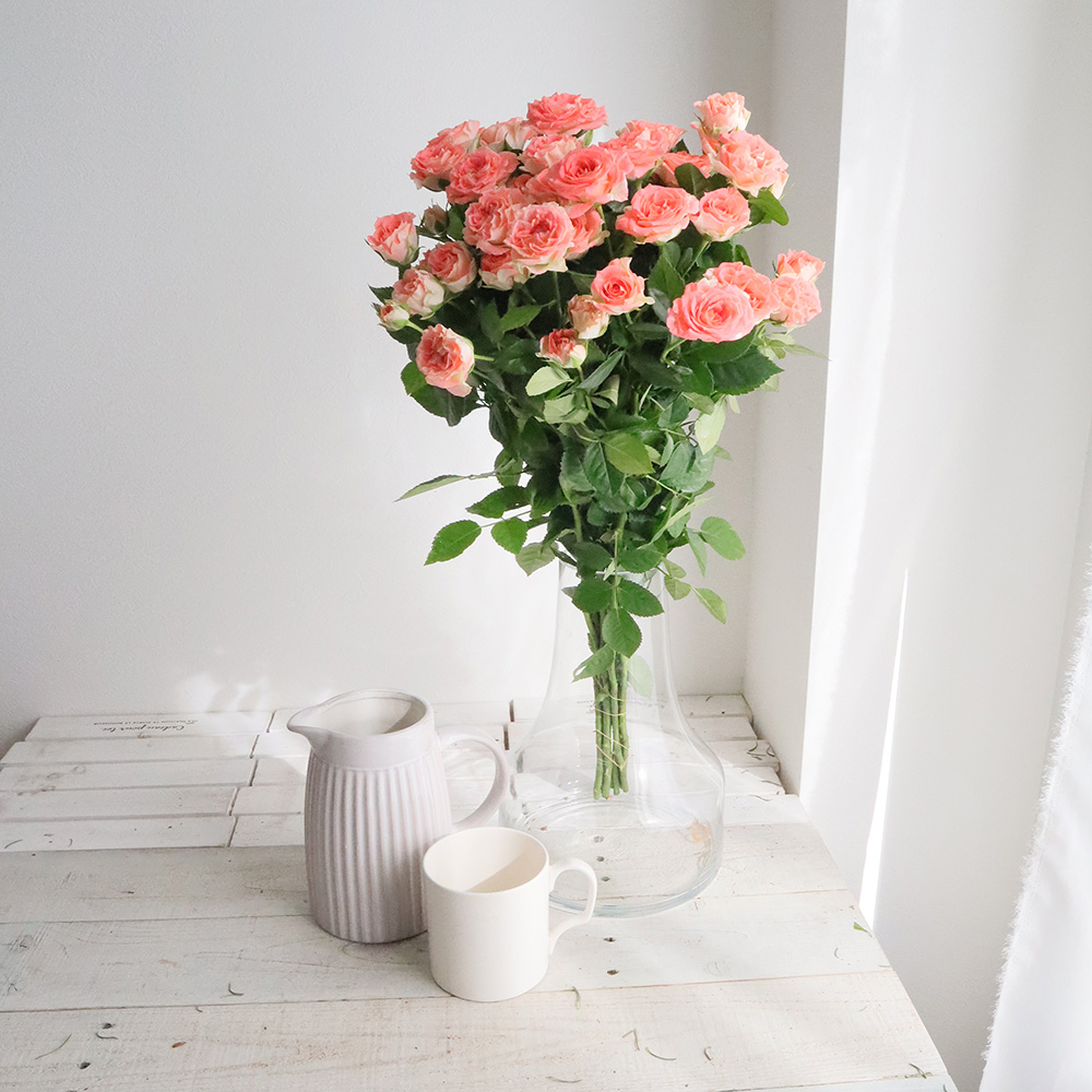 08直前!!】SPバラ コーリフィア(ピンク)50cm 國枝バラ園【生花!】 - 花