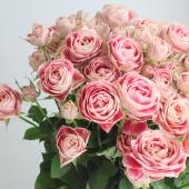 【生花】SPバラ　チアフル（ピンク複色）【OT】