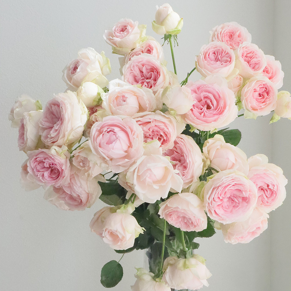 生花】SPバラ ノア(淡いピンク)浅野園芸 - 花材通販はなどんやアソシエ