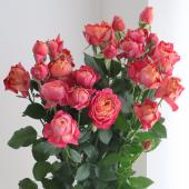 08直前!!SE】新品種!SPバラ みちくさ(コーラル〜オレンジ茶系) 60cm