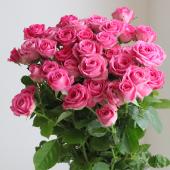 08直前!!】初入荷!SPバラ ピンクダーム 60センチ 静岡県浅野園芸 - 花