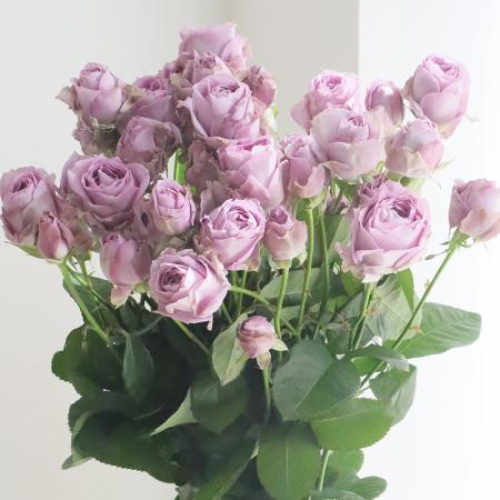 ウソ八　SPパラ美品　翌日発送 08直前!!】SPバラ サクラザカ(淡いピンク)80cm 東予園芸農協