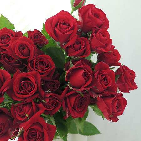 直前1216】【生花】SPバラ レディラブ(赤)※ - 花材通販はなどん