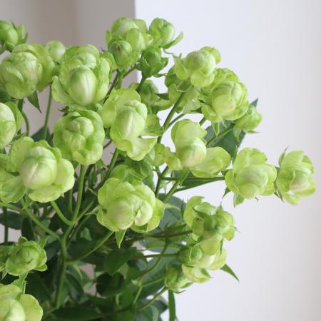 【直前!】60cm　SPバラ　エクレール(グリーン)