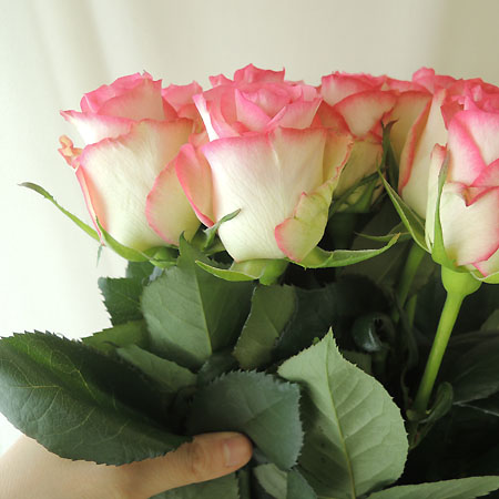 直前 バラ レビュー ピンク白 40cm程度 通販 はなどんやアソシエ 直前 バラ レビュー ピンク白 40cm程度 通販 はなどんやアソシエ