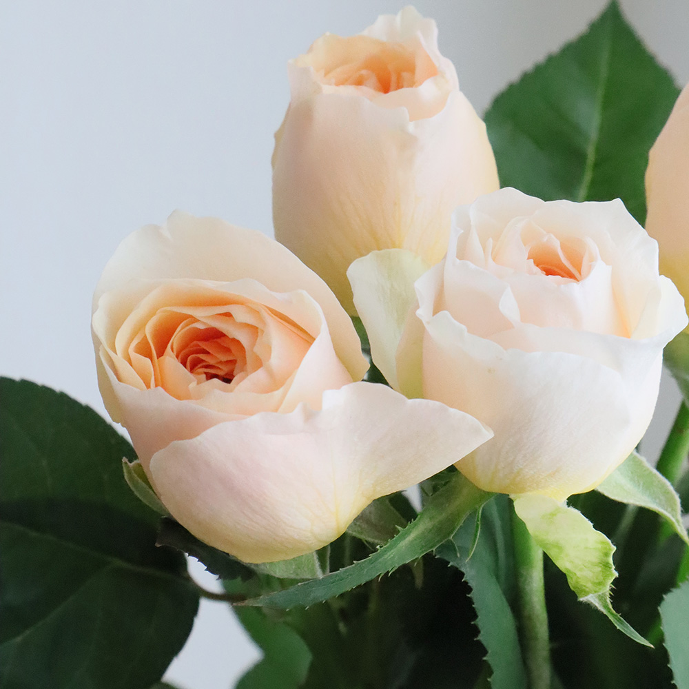 リモ―ジュ輪花バラ絵小皿３点 バラのお皿 / kinari】 益子焼 副菜皿 デザート皿 薔薇 おしゃれ