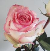 生花/予約】◇敬老の日◇大輪エクアドルローズ エスペランサ(ピンク複