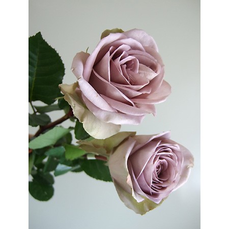 生花 エクアドル巨大輪ローズ アムネシア 通販 はなどんやアソシエ 生花 エクアドル巨大輪ローズ アムネシア 通販 はなどんやアソシエ