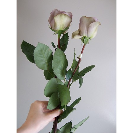 生花 エクアドル巨大輪ローズ アムネシア 通販 はなどんやアソシエ 生花 エクアドル巨大輪ローズ アムネシア 通販 はなどんやアソシエ