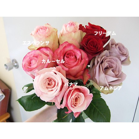生花 エクアドル巨大輪ローズ アムネシア 通販 はなどんやアソシエ 生花 エクアドル巨大輪ローズ アムネシア 通販 はなどんやアソシエ