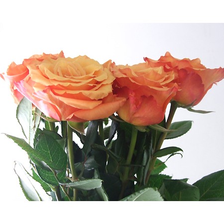 生花 アフリカの花 バラ ミルバ 通販 はなどんやアソシエ