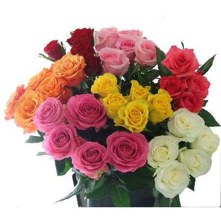 生花 アフリカの花 バラ ミルバ 通販 はなどんやアソシエ