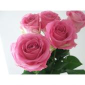 直前】ケニアローズ アクア(青みピンク)60cm:: - 花材通販はなどんや