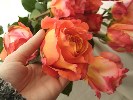 生花 Spot 直前 バラ フリースピリット オレンジ系カップ咲き新品種 通販 はなどんやアソシエ 生花 Spot 直前 バラ フリースピリット オレンジ系カップ咲き新品種 通販 はなどんやアソシエ