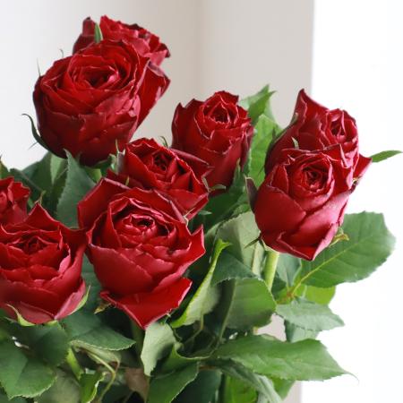 【08直前!FJ】60CM ケニアローズ マダムレッド(赤)【生花】