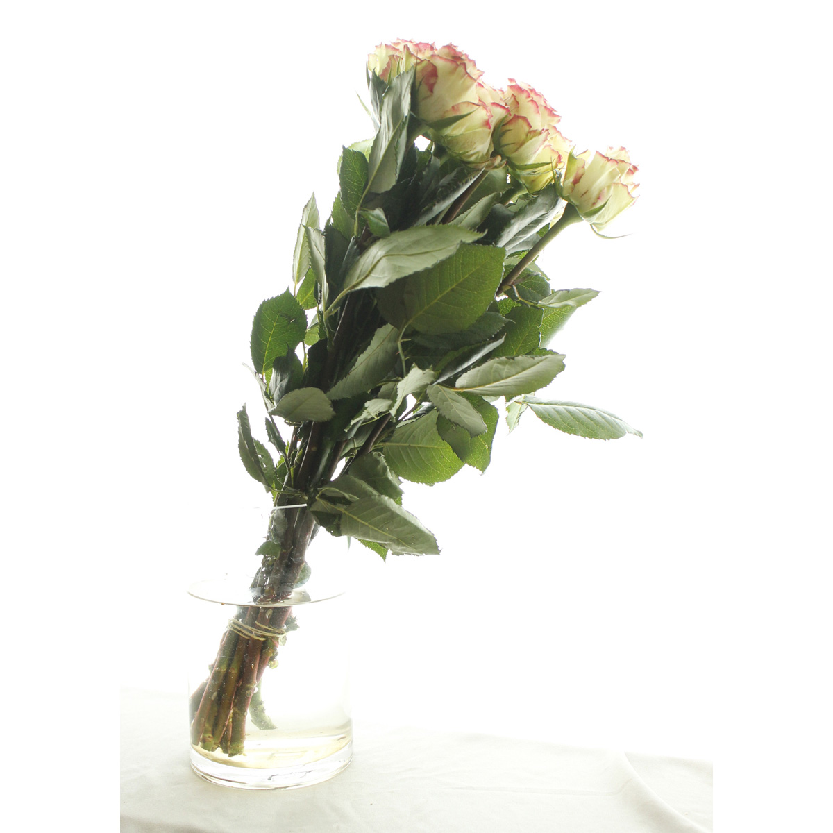 生花 ケニアローズ ファタモルガナ 白桃ふち赤 60cm 早締切 76 通販 はなどんやアソシエ
