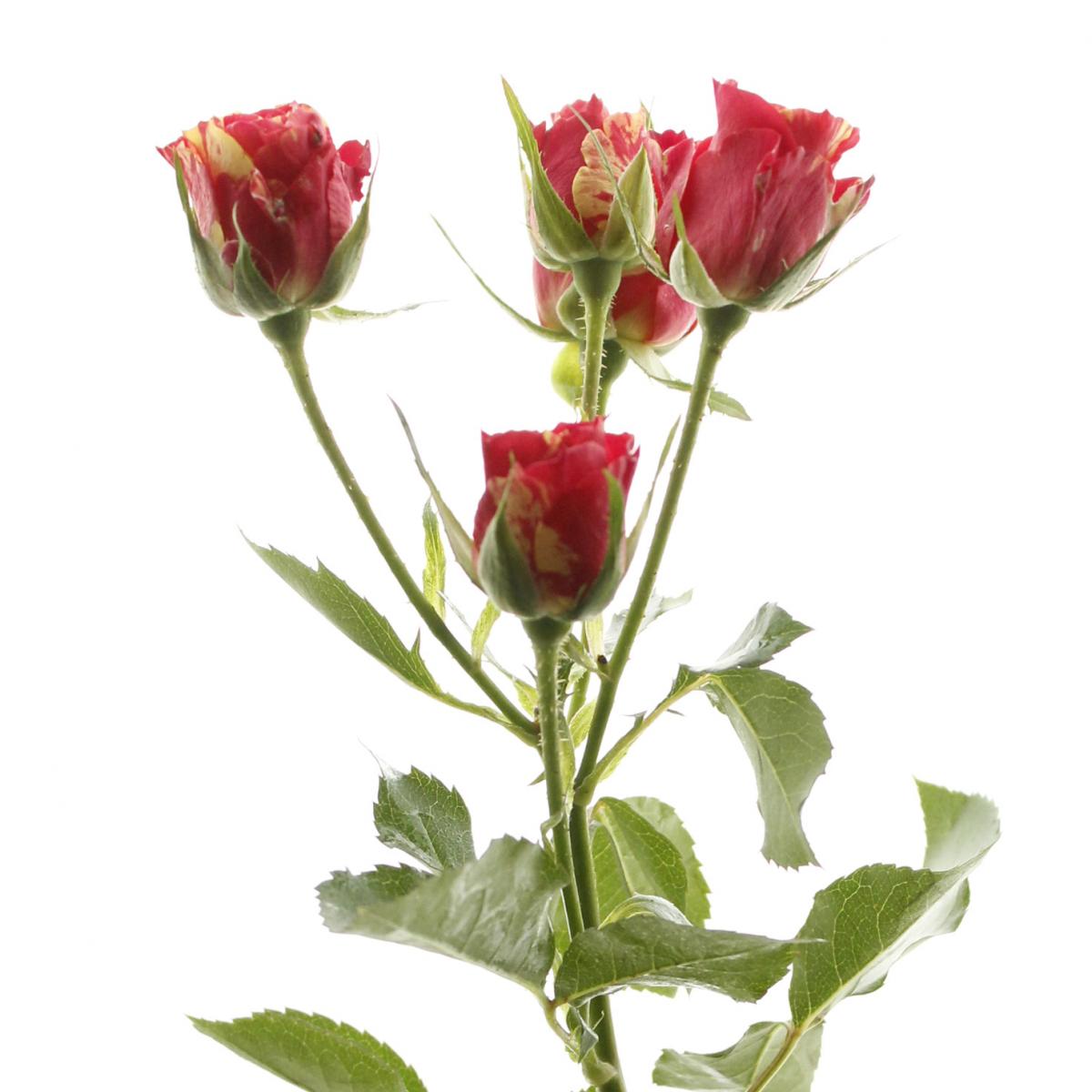 直前】エチオピア産SPバラ ファイヤーフラッシュ(赤黄絞り)☆早締切-74