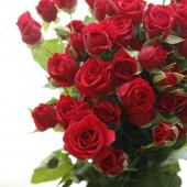 直前!】エチオピア産SPバラ ミラベル(赤)☆早締切-74 - 花材通販はなど