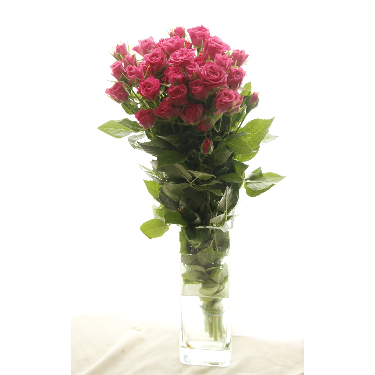 直前 エチオピア産spバラ リアーネ ダークピンク 通販 はなどんやアソシエ 直前 エチオピア産spバラ リアーネ ダークピンク 通販 はなどんやアソシエ