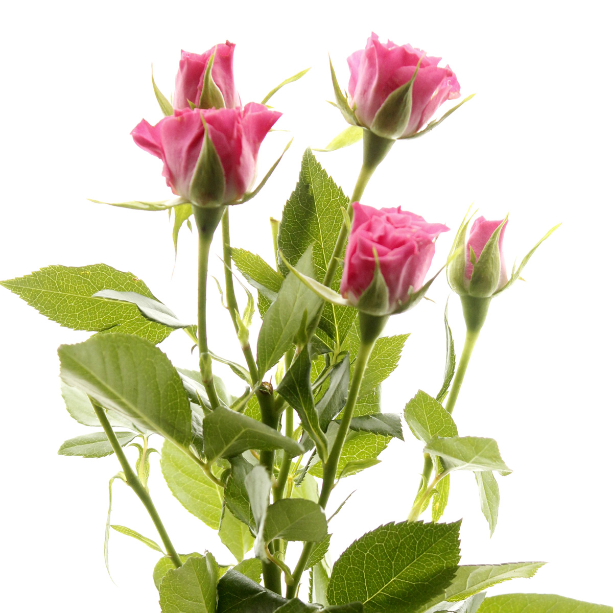 直前 エチオピア産spバラ リアーネ ダークピンク 通販 はなどんやアソシエ 直前 エチオピア産spバラ リアーネ ダークピンク 通販 はなどんやアソシエ