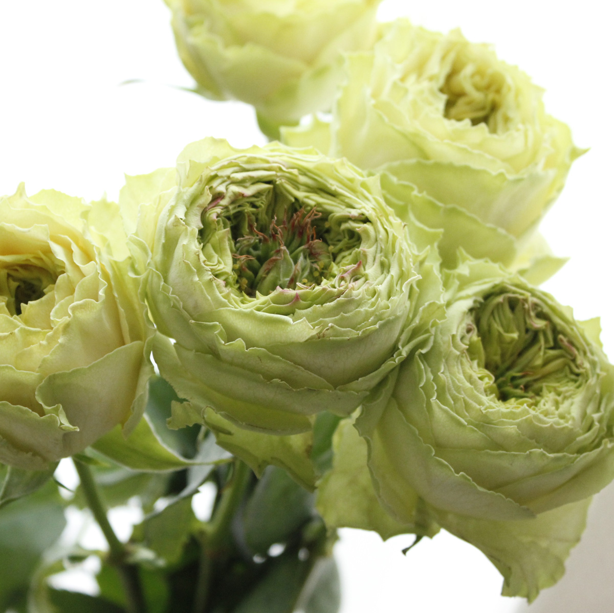 生花】ケニアローズ グラスホッパー(変わり咲き・黄緑系) 50cm 【OR-82