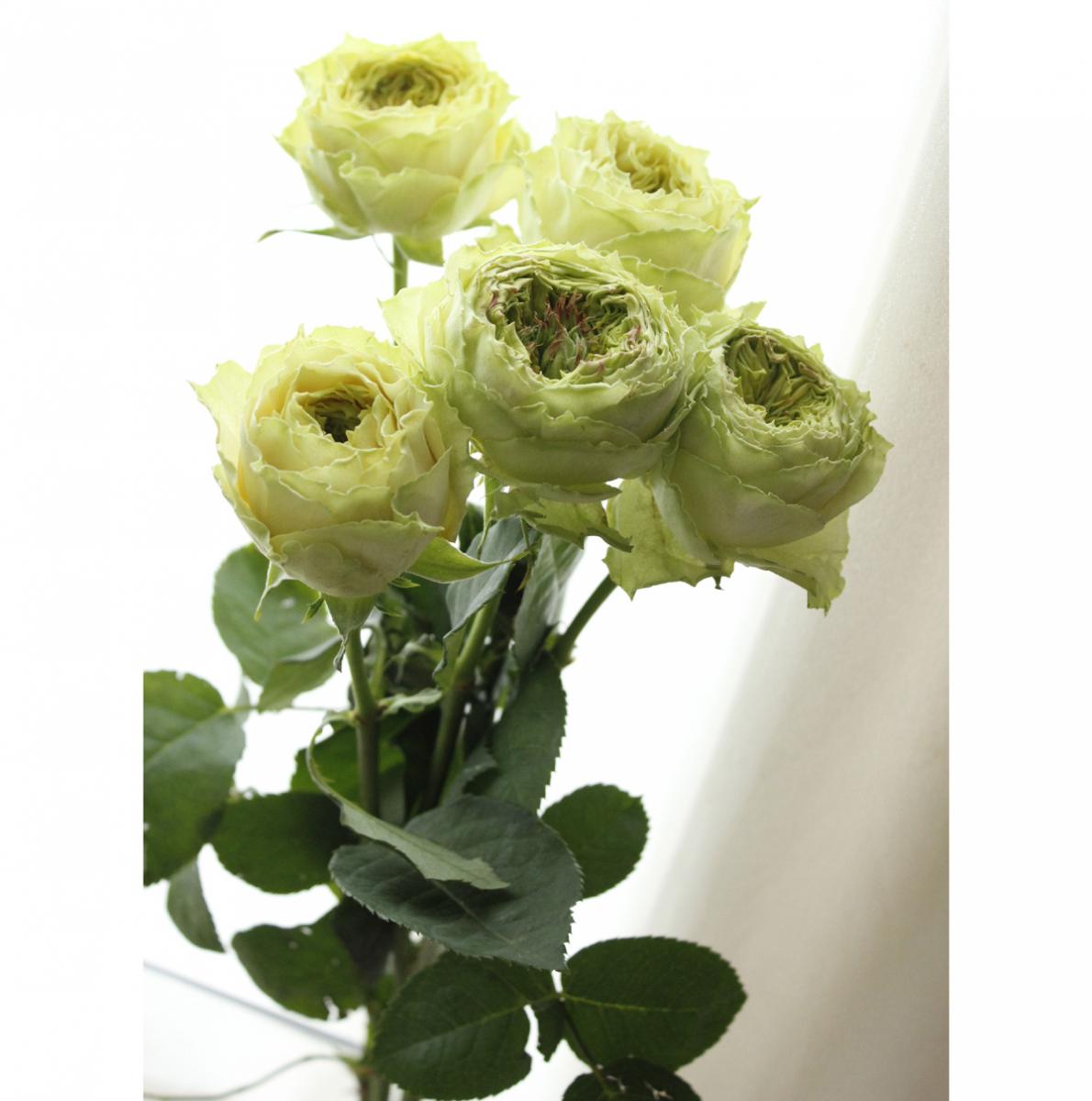 生花 ケニアローズ グラスホッパー 変わり咲き 黄緑系 50cm Or 通販 はなどんやアソシエ