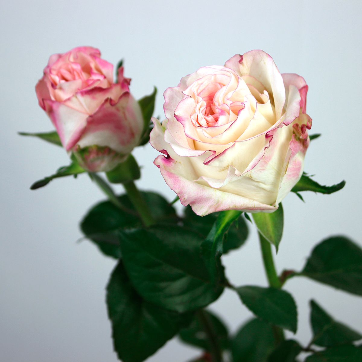 生花 ケニアローズ ベリーキュート 複色ピンク 60cm Or 木金お届け不可 通販 はなどんやアソシエ 生花 ケニアローズ ベリーキュート 複色ピンク 60cm Or 木金お届け不可 通販 はなどんやアソシエ