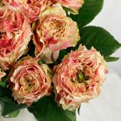 ケニアレア薔薇 生花】ケニアローズ スプラッシュアイ(ピンク/中心緑) 60cm 【OR-82