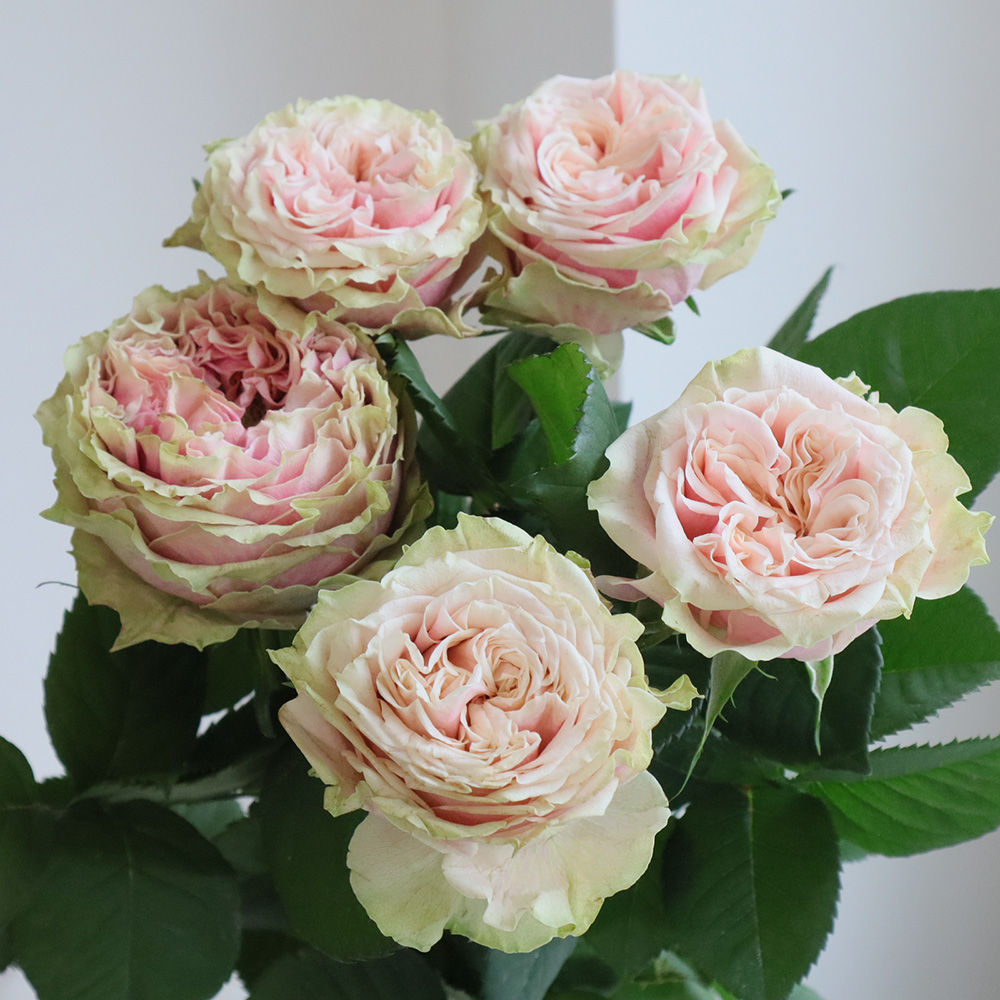 生花】ケニアローズ スプラッシュアイ(ピンク/中心緑) 60cm 【OR-82