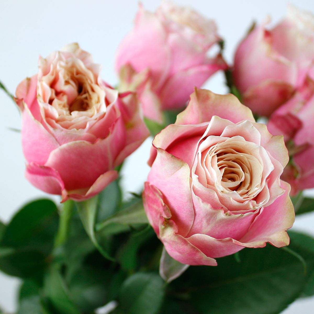 直前】【生花】ケニアローズ モモ(淡ピンク・カップ咲)60cm 【GP-82