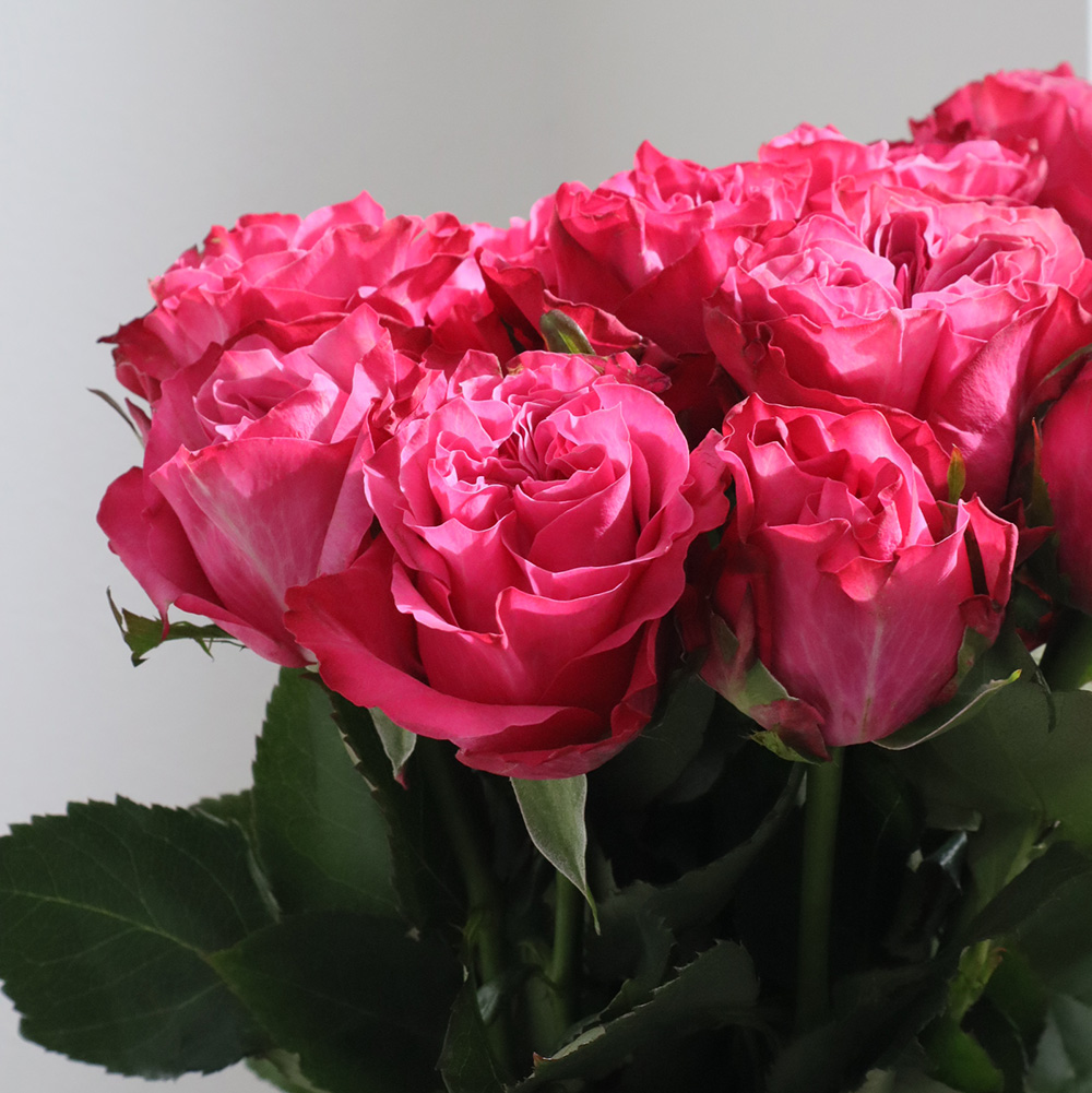 08直前!!】ケニアローズ カントリーSブルース 60cm - 花材通販はなどん