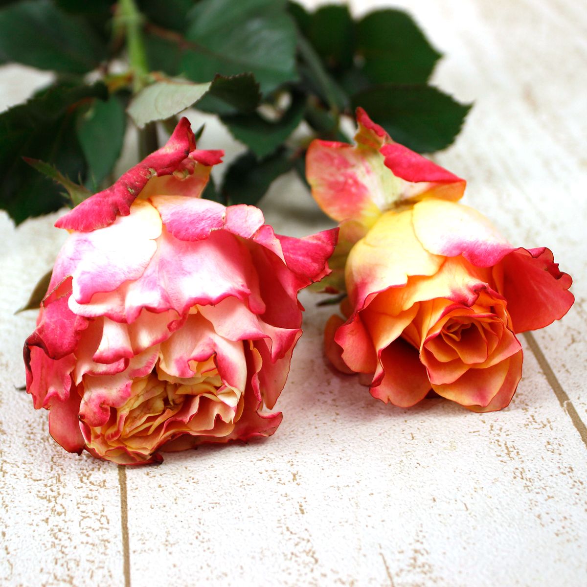 直前】【生花】ケニアローズ カプリオラ(ピンクオレンジ複色)60cm 【FJ