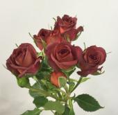 直前08F】ケニアローズ スプレーバラ チョコチーノ(茶)60cm ☆初入荷お