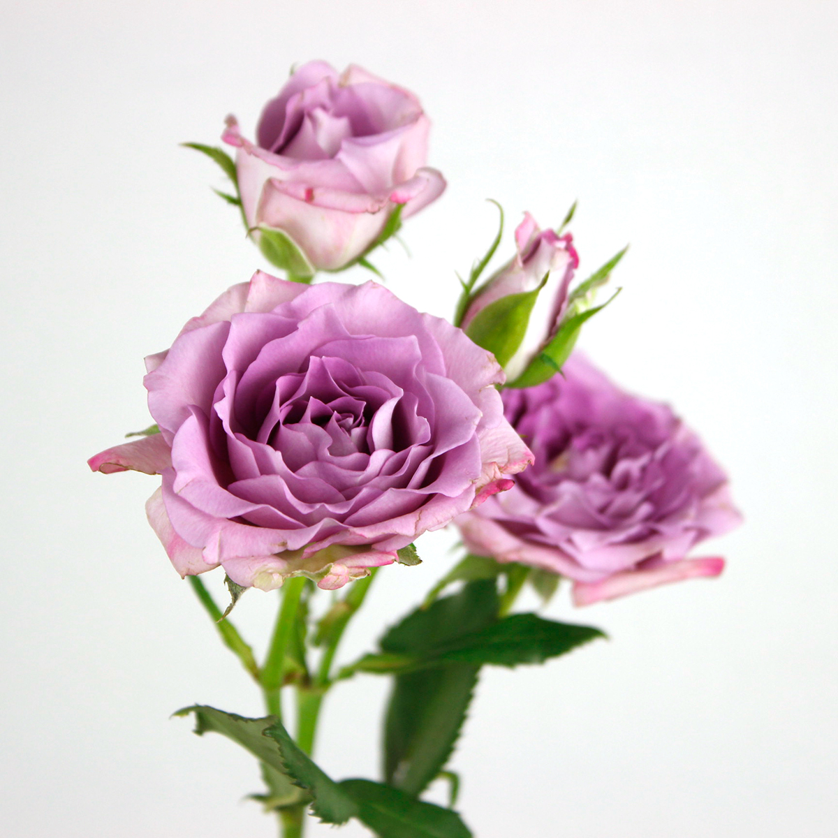 直前08F】ケニアローズ スプレーバラ オーシャンミカド(紫)60cm ☆初