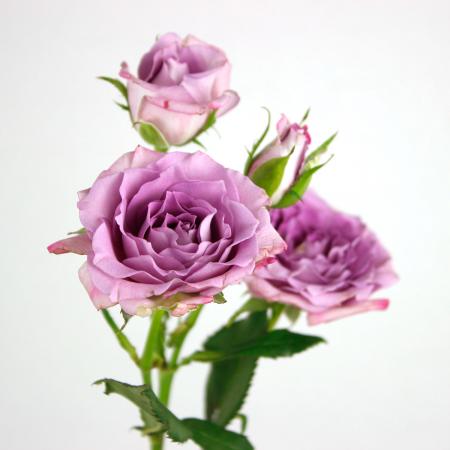 ★ のん★パープルローズのレンガ★可憐なバラのオブジェ★ビスケットストーン rt-2326_m.jpg