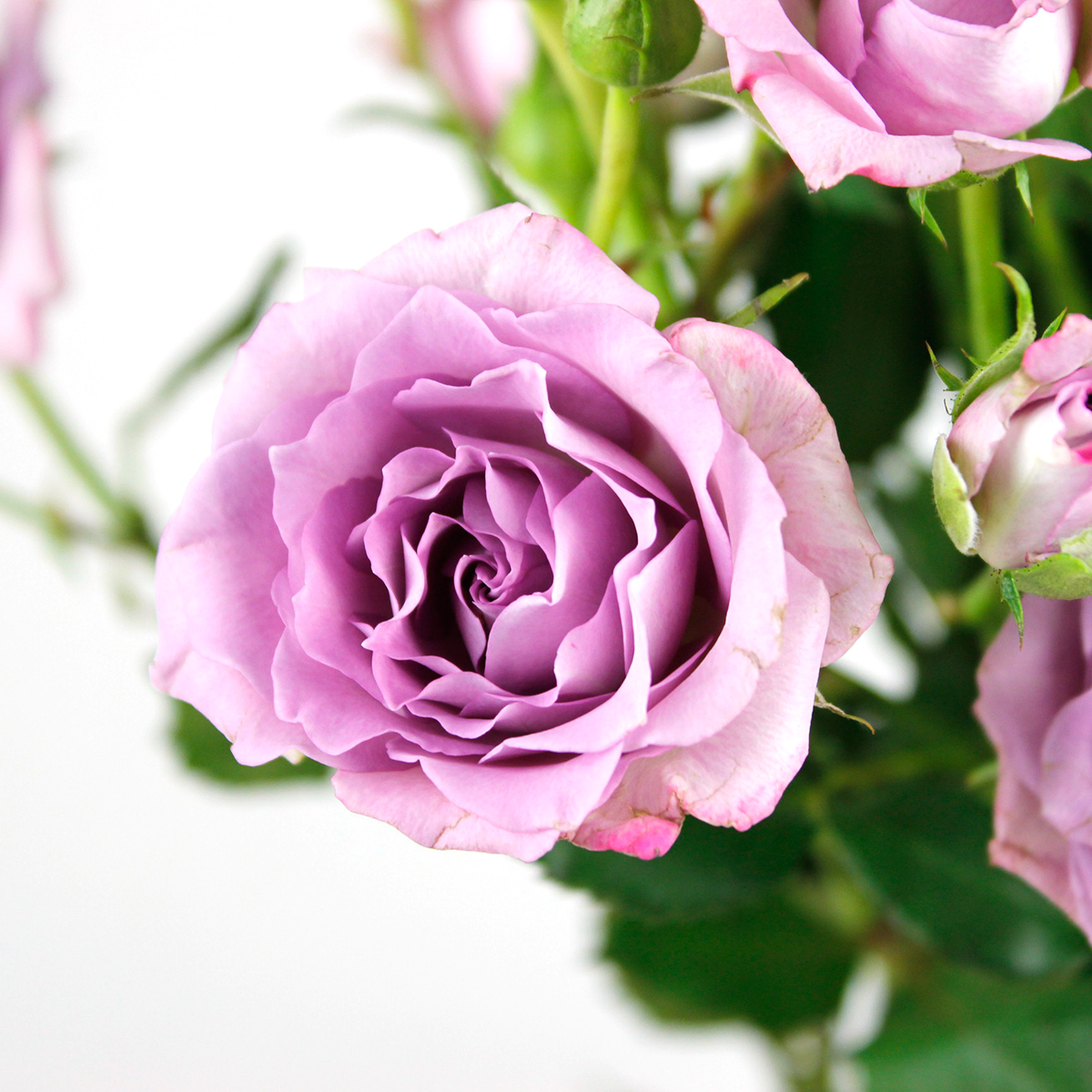 直前08F】ケニアローズ スプレーバラ オーシャンミカド(紫)60cm ☆初