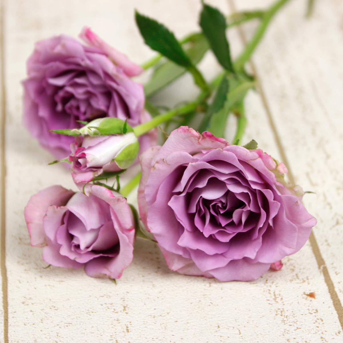 直前08F】ケニアローズ スプレーバラ オーシャンミカド(紫)60cm ☆初