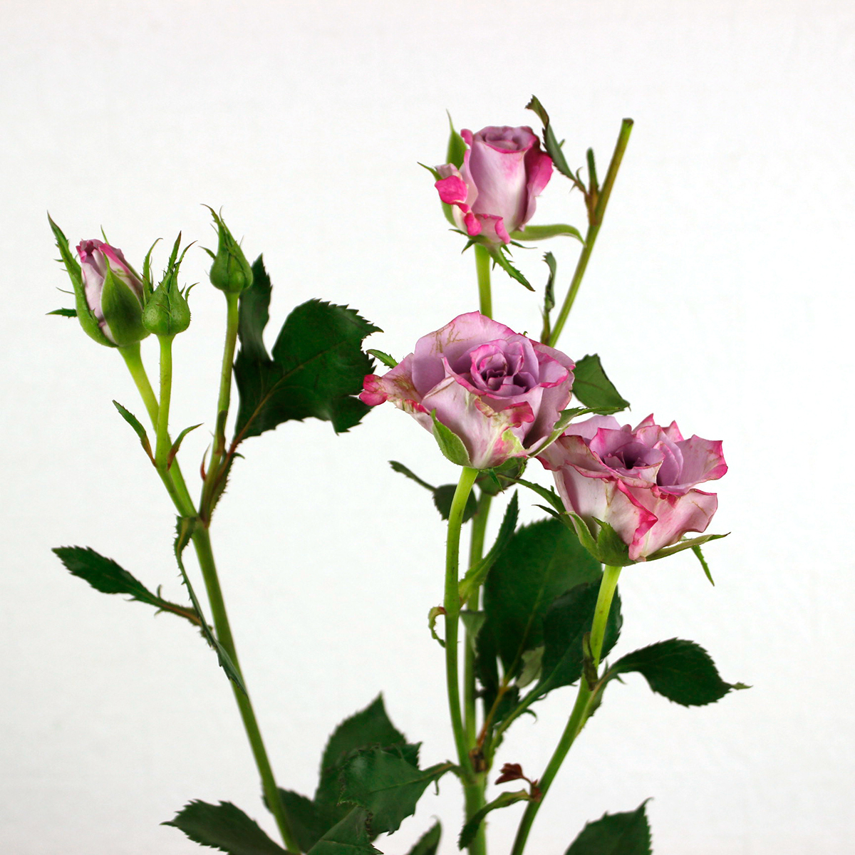 ケニアレア薔薇 ケニア産のバラ | Flower Auction Japan | フラワーオークション