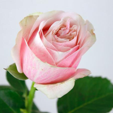 生花】ケニアローズ スワングレース(桃) 60cm 【OR-82】 - 花材通販は