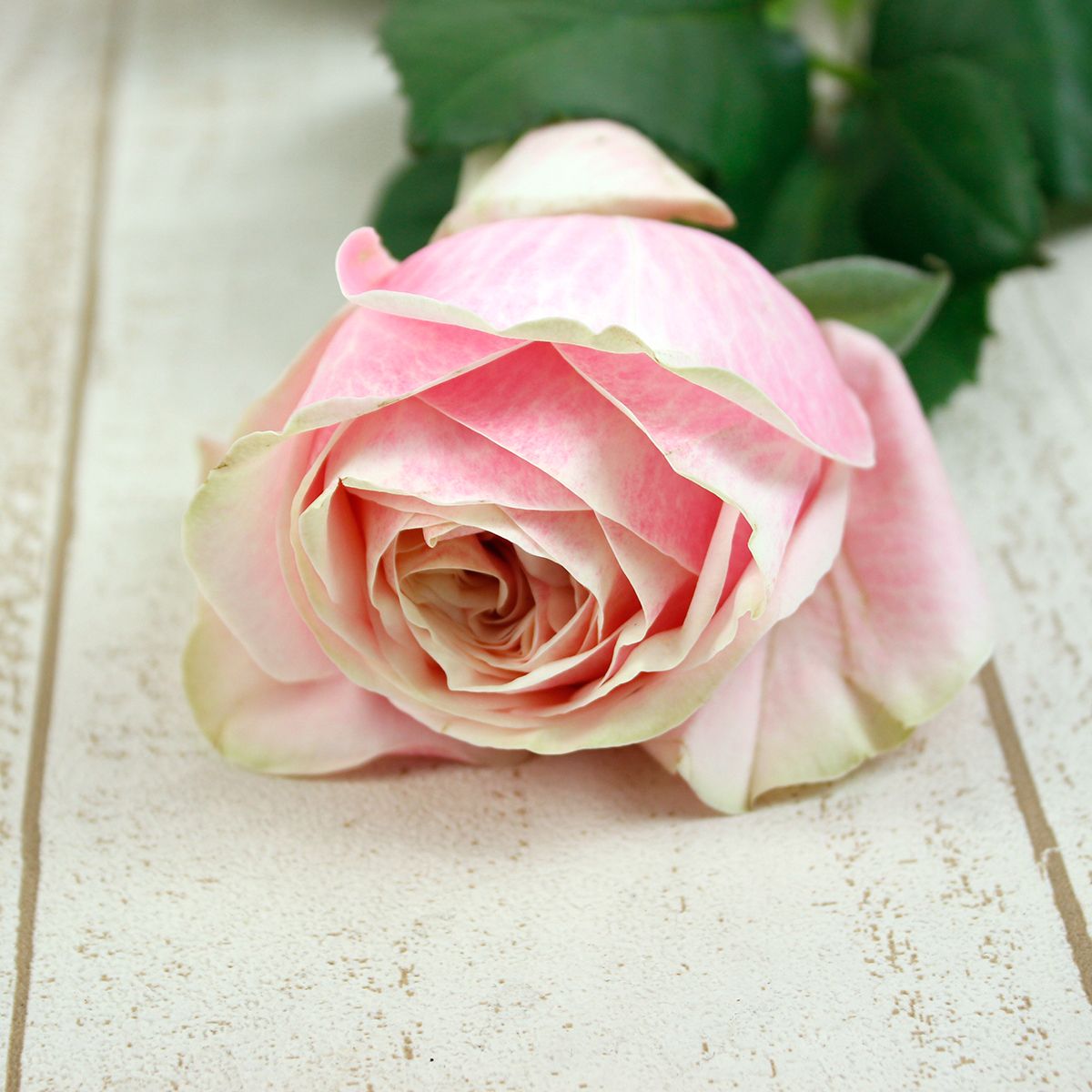 生花】ケニアローズ スワングレース(桃) 60cm 【OR-82】 - 花材通販は