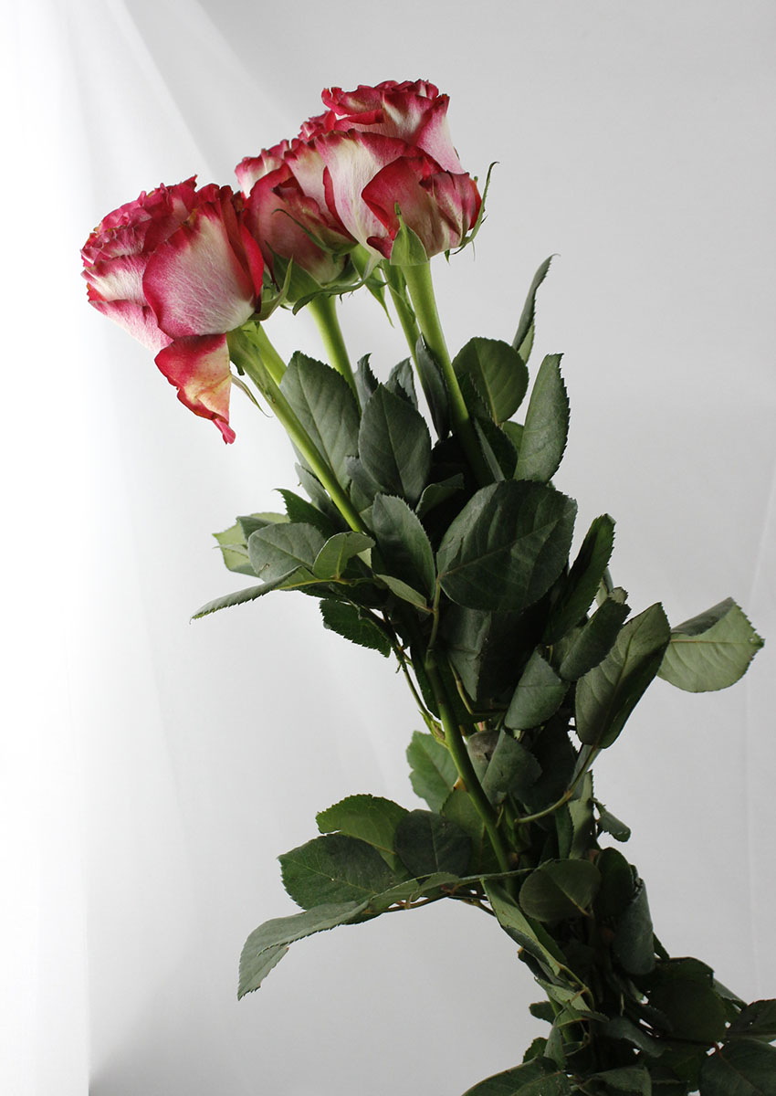 直前】ケニアローズ ディアボロ (複色赤) 60cm 【OR-82】【生花】 - 花