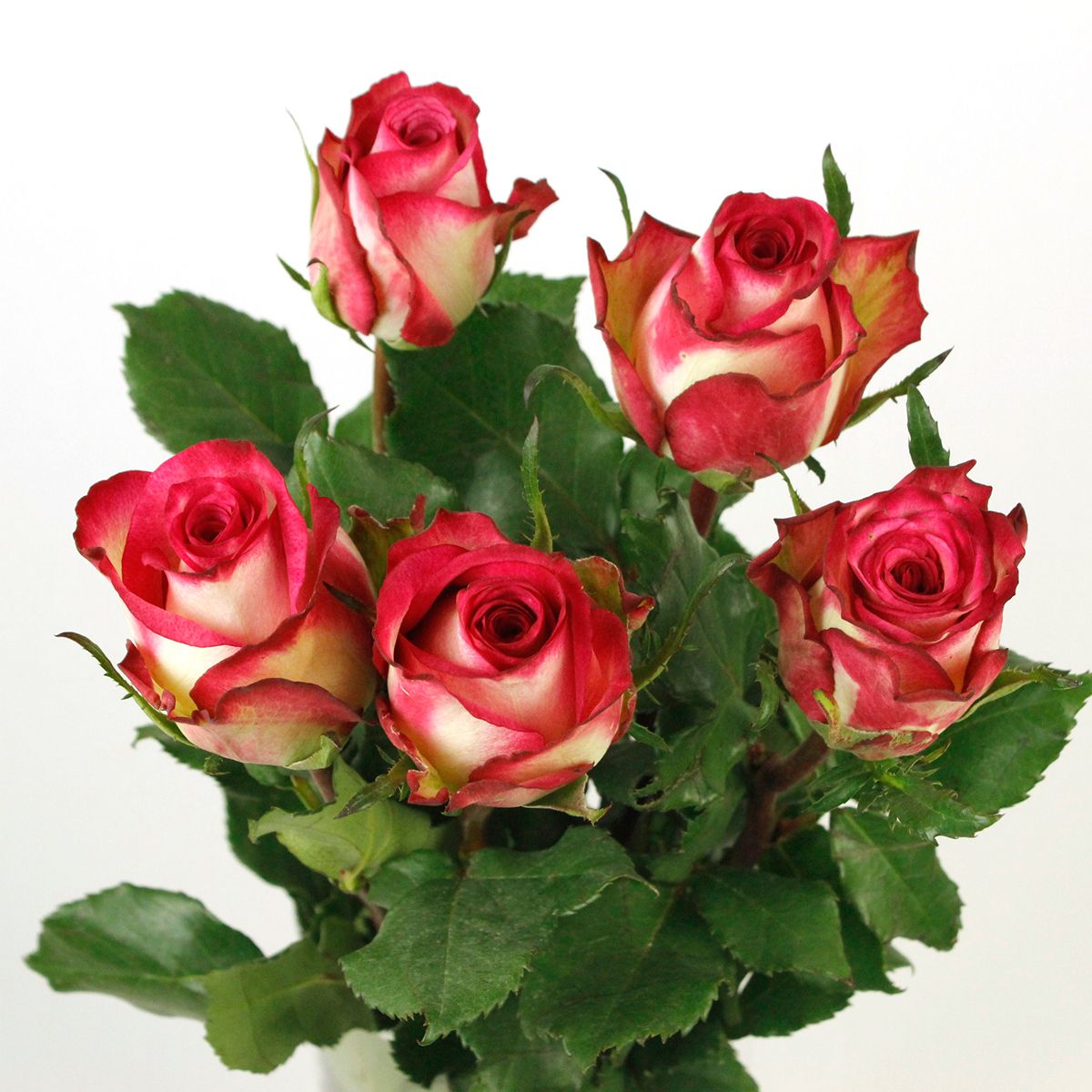 生花】ケニアローズ イマジネーション (複色濃いピンク) 60cm 【OR-82