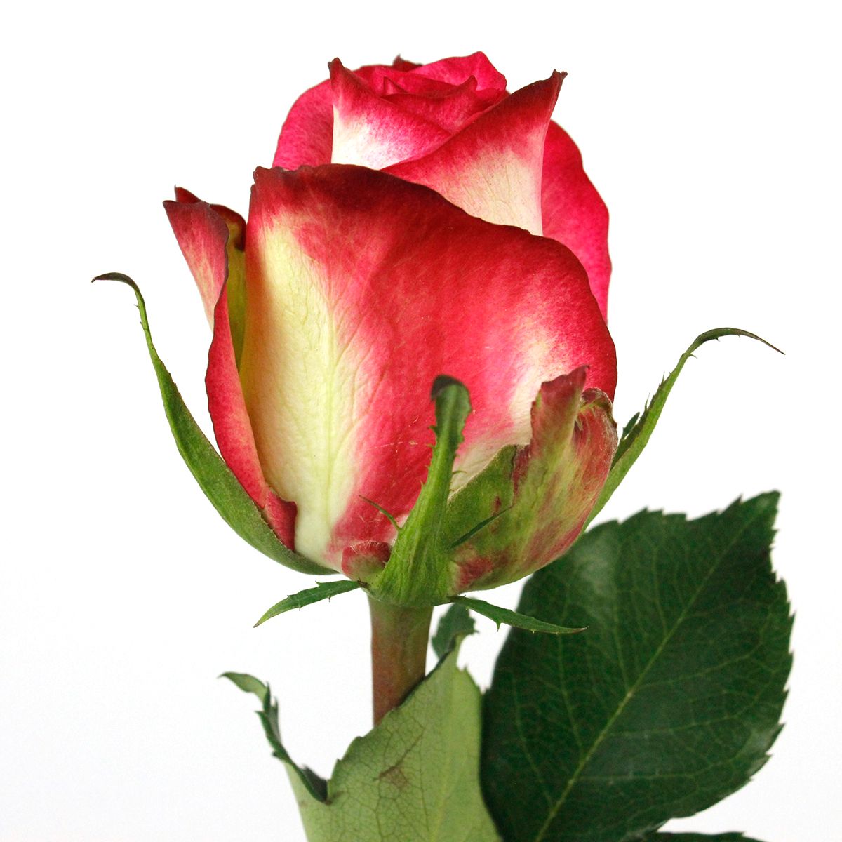 生花】ケニアローズ イマジネーション (複色濃いピンク) 60cm 【OR-82