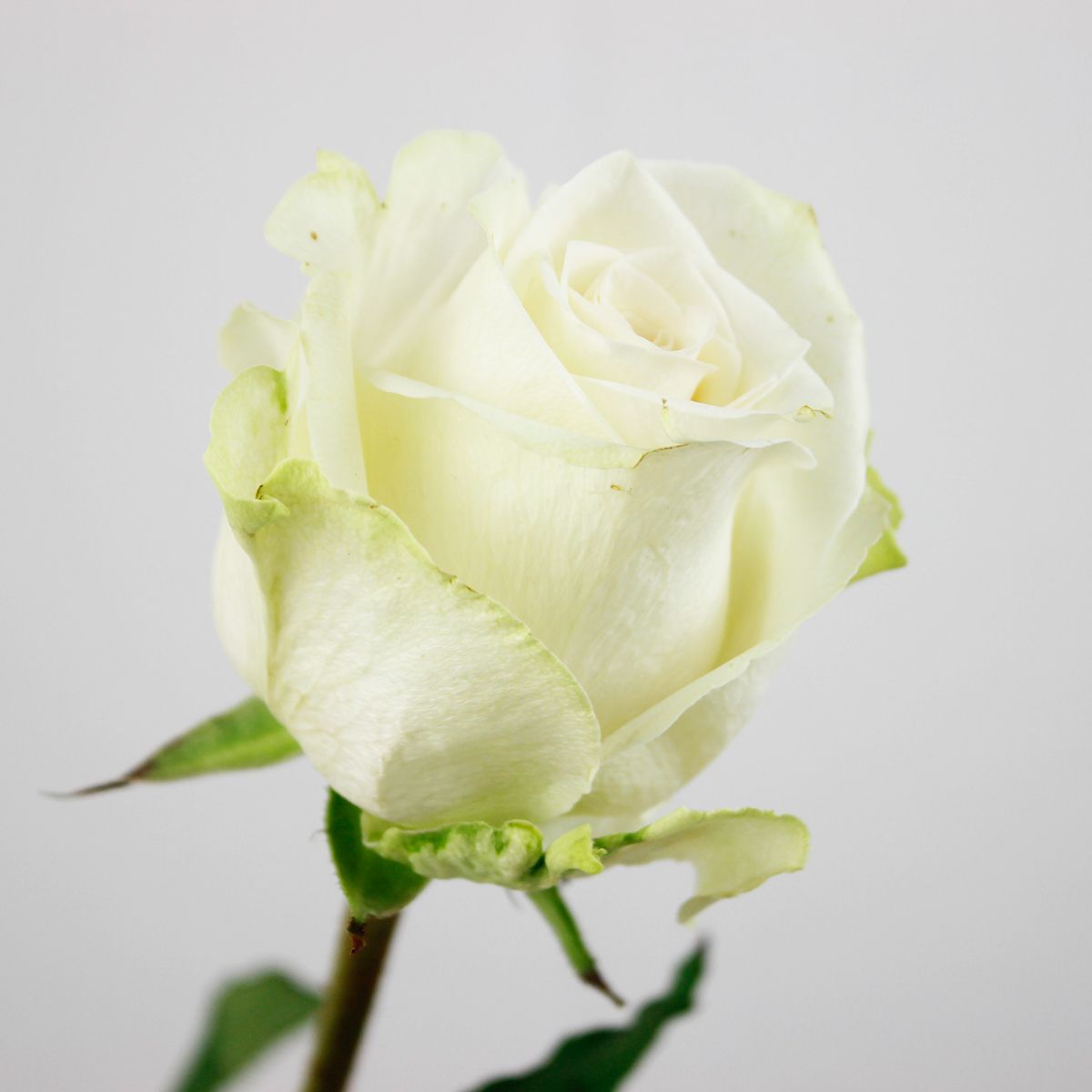 生花】ケニアローズ アダロニア(白) 60cm 【OR-82/FJ】 - 花材通販は