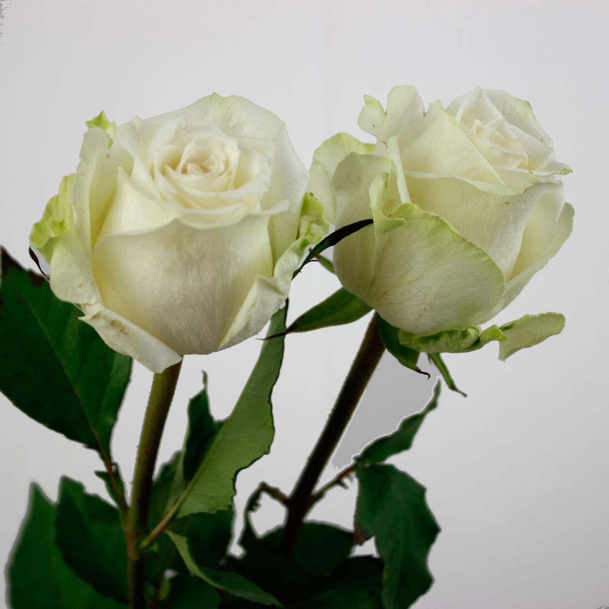 生花】ケニアローズ アダロニア(白) 60cm 【OR-82/FJ】 - 花材通販は