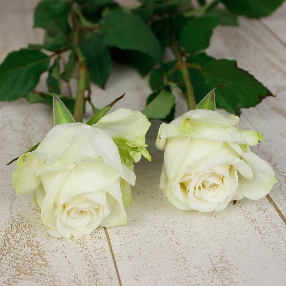 ケニアレア薔薇 ケニア産のバラ | Flower Auction Japan | フラワーオークション