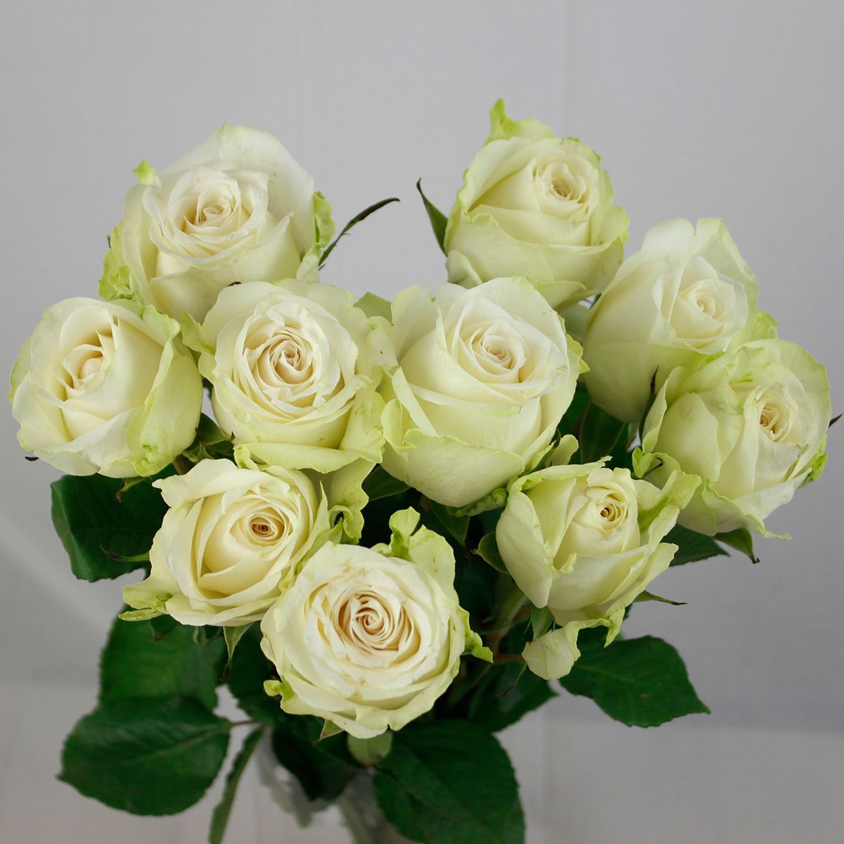 生花】ケニアローズ アダロニア(白) 60cm 【OR-82/FJ】 - 花材通販は